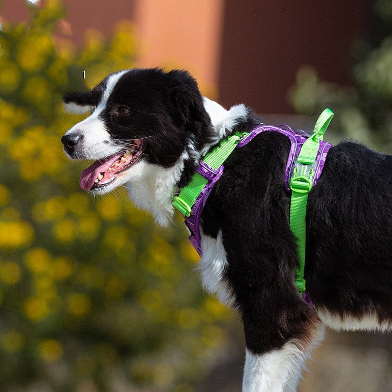 Dog wearing a green and purple harness with a blurred natural background