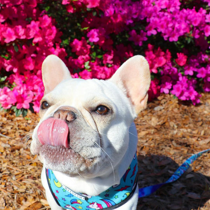 Nic Nic Outlaw Adjustable Dog Harness & Leash