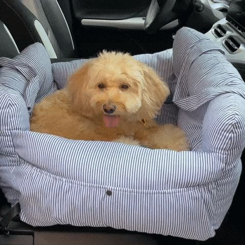 RideNest Dog Car Seat & Travel Bed