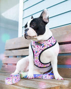 Dog wearing a colorful harness on a wooden bench