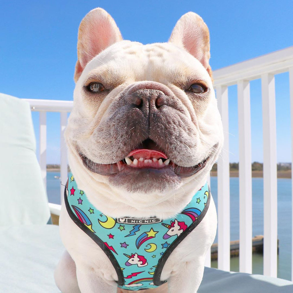 Dog wearing a colorful harness with a blue background