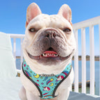 Dog wearing a colorful harness with a blue background