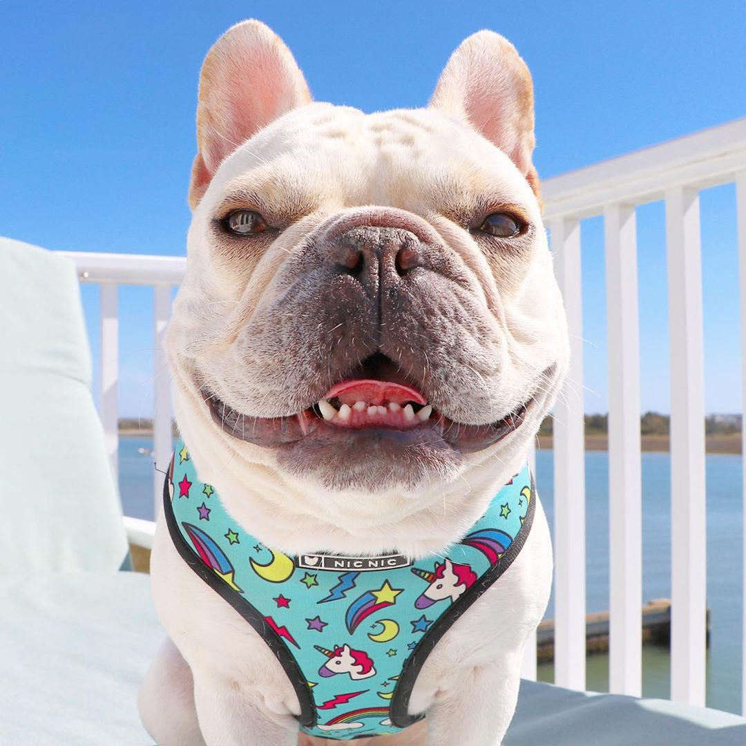Dog wearing a colorful harness with a blue background