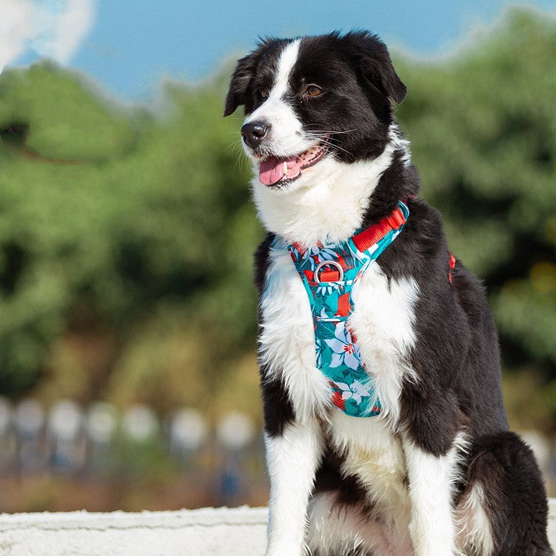 Black and white dog wearing a colorful harness outdoors with greenery in the background