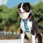 Black and white dog wearing a colorful harness outdoors with greenery in the background