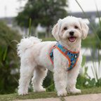 Small white dog wearing a colorful harness standing on grass with a blurred natural background