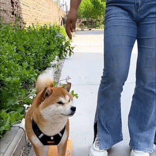 Thermal Dog Vest – Recycled Cotton Winter Coat for Small to Large Dogs