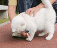 Breathable Mesh Harness and Leash Set for Small Pets – Anti-Escape Design