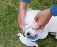 Breathable Mesh Harness and Leash Set for Small Pets – Anti-Escape Design