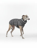 Dog wearing a gray winter coat on a white background