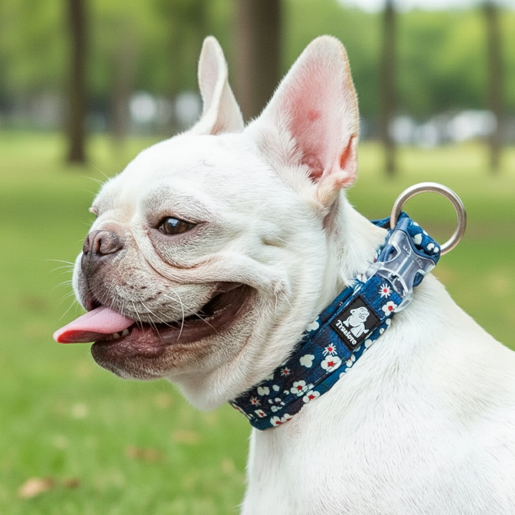 White dog wearing a floral collar with a blurred background